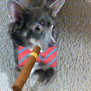 Meet your Posher, Betty